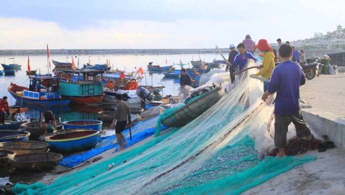 Giá cá bớp tăng cao, người nuôi lãi lớn