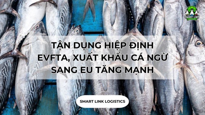 TẬN DỤNG HIỆP ĐỊNH EVFTA, XUẤT KHẨU CÁ NGỪ SANG EU TĂNG MẠNH
