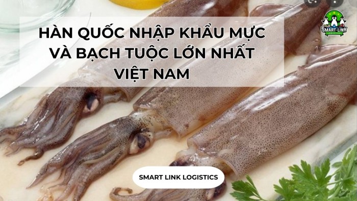 HÀN QUỐC NHẬP KHẨU MỰC VÀ BẠCH TUỘC LỚN NHẤT VIỆT NAM