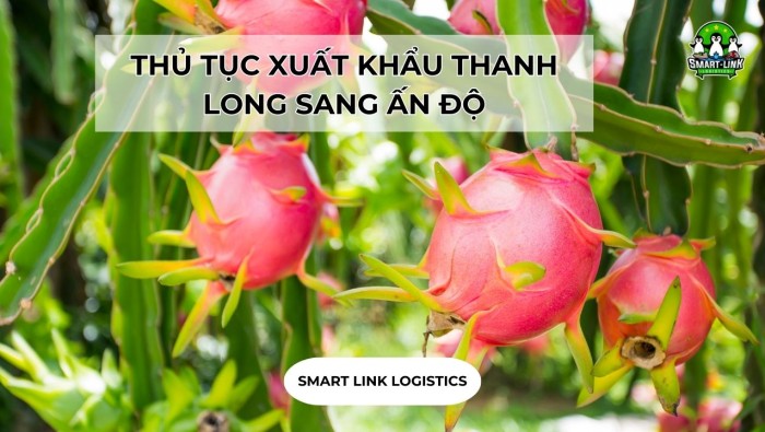 THỦ TỤC XUẤT KHẨU THANH LONG SANG ẤN ĐỘ