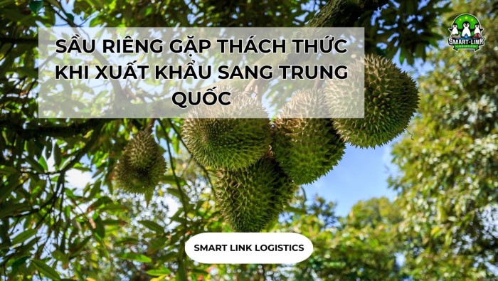 SẦU RIÊNG GẶP THÁCH THỨC KHI XUẤT KHẨU SANG TRUNG QUỐC