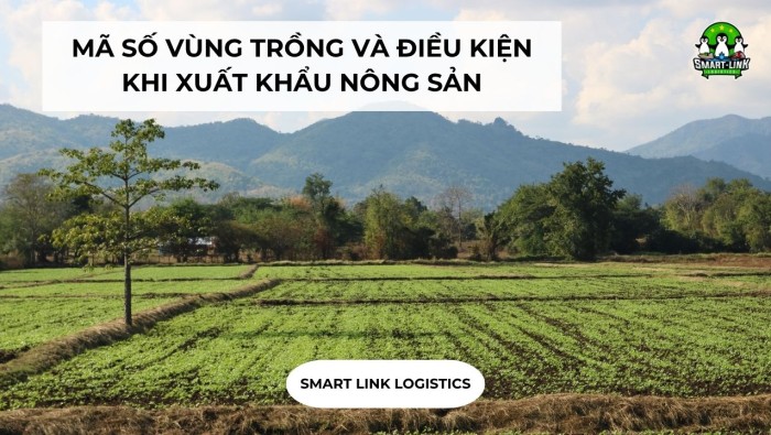 MÃ SỐ VÙNG TRỒNG VÀ ĐIỀU KIỆN KHI XUẤT KHẨU NÔNG SẢN