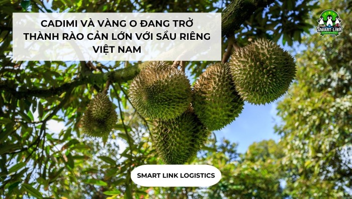 CADIMI VÀ VÀNG O ĐANG TRỞ THÀNH RÀO CẢN LỚN VỚI SẦU RIÊNG VIỆT NAM