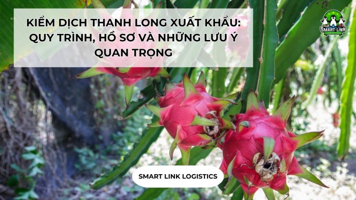 KIỂM DỊCH THANH LONG XUẤT KHẨU: QUY TRÌNH, HỒ SƠ VÀ NHỮNG LƯU Ý QUAN TRỌNG