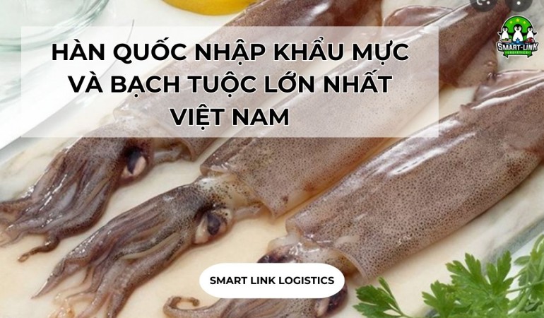 HÀN QUỐC NHẬP KHẨU MỰC VÀ BẠCH TUỘC LỚN NHẤT VIỆT NAM