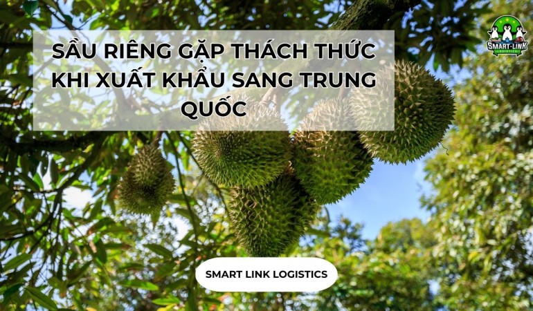 SẦU RIÊNG GẶP THÁCH THỨC KHI XUẤT KHẨU SANG TRUNG QUỐC