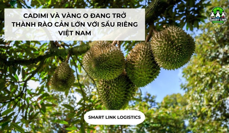 CADIMI VÀ VÀNG O ĐANG TRỞ THÀNH RÀO CẢN LỚN VỚI SẦU RIÊNG VIỆT NAM