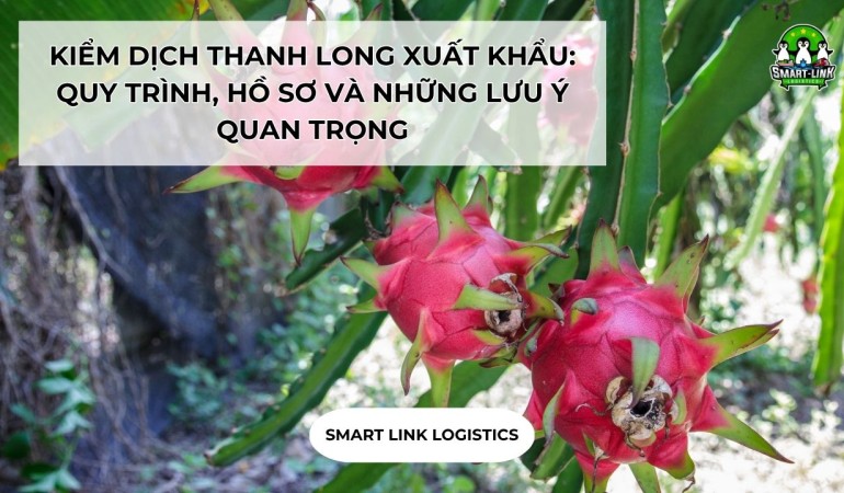 KIỂM DỊCH THANH LONG XUẤT KHẨU: QUY TRÌNH, HỒ SƠ VÀ NHỮNG LƯU Ý QUAN TRỌNG
