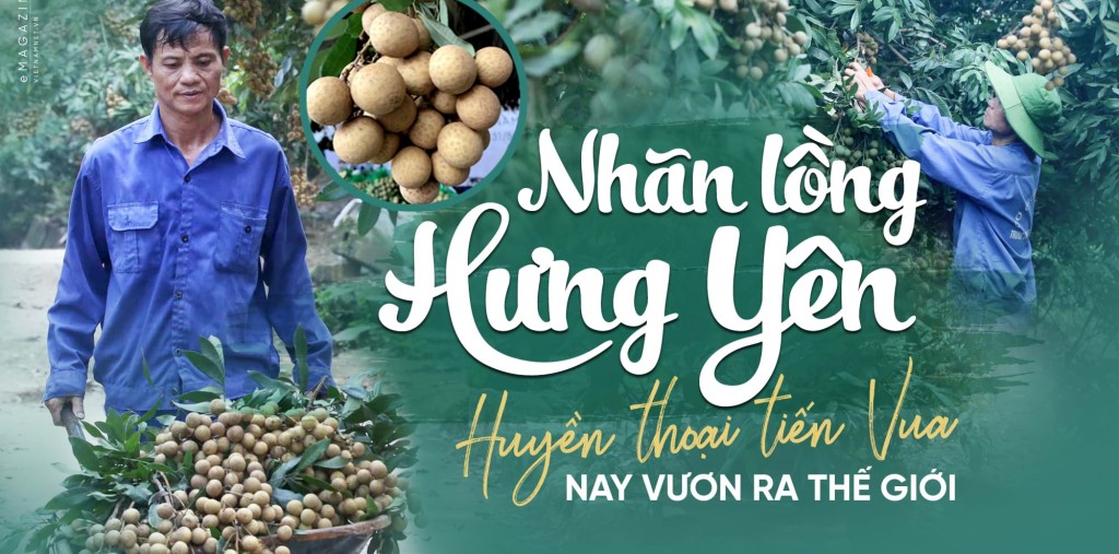 Nhãn lồng Hưng Yên bay sang Singapore giá 220 nghìn đồng/kg không đủ bán