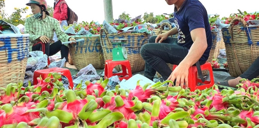 Lập sàn giao dịch nông sản Đồng bằng sông Cửu Long