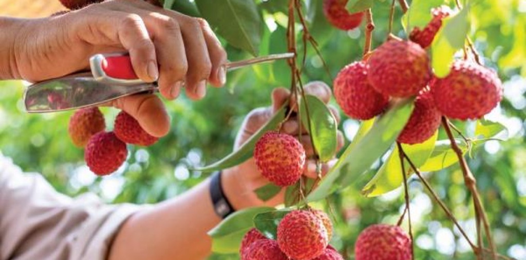 Lần đầu tiên vải thiều tươi được xuất khẩu qua cửa khẩu Móng Cái