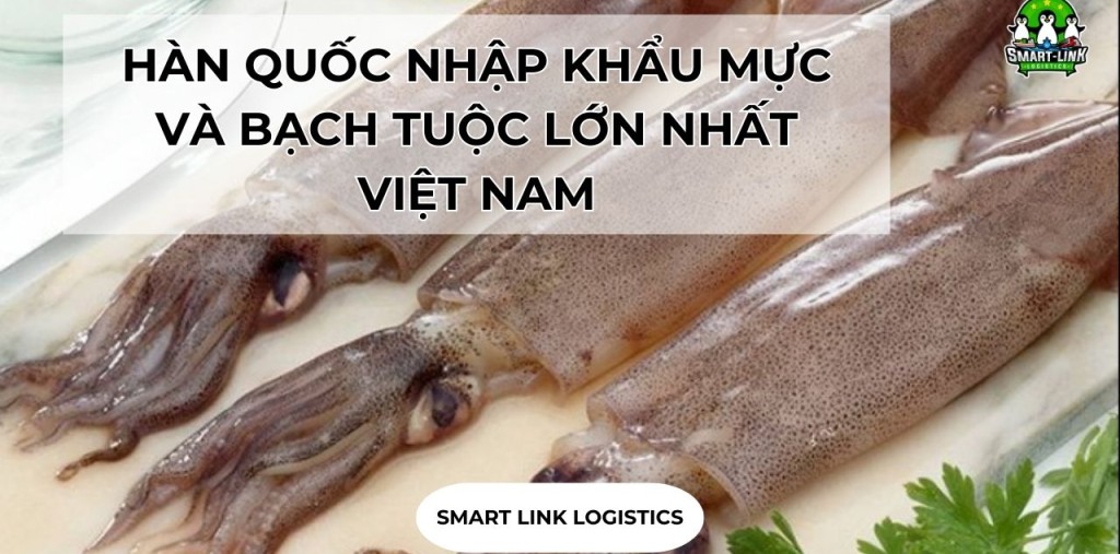 HÀN QUỐC NHẬP KHẨU MỰC VÀ BẠCH TUỘC LỚN NHẤT VIỆT NAM