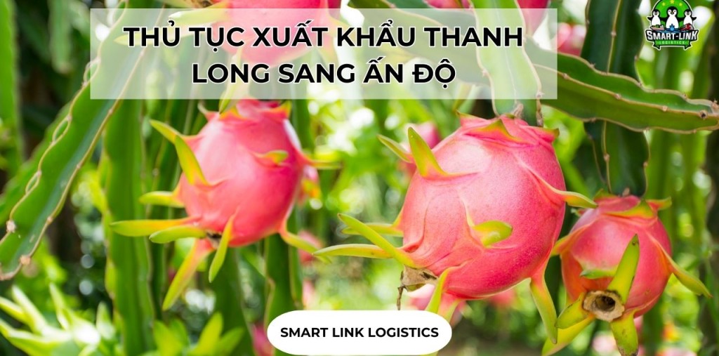 THỦ TỤC XUẤT KHẨU THANH LONG SANG ẤN ĐỘ