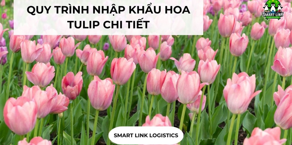 QUY TRÌNH NHẬP KHẨU HOA TULIP CHI TIẾT