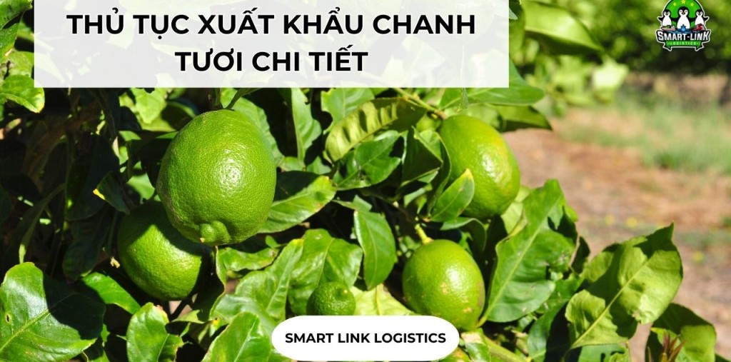 THỦ TỤC XUẤT KHẨU CHANH TƯƠI CHI TIẾT