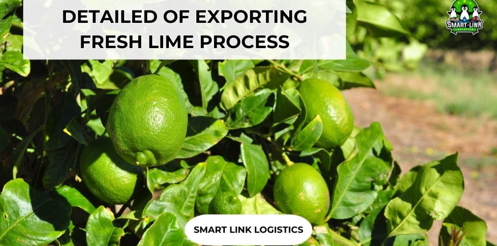 DETAILED OF EXPORTING FRESH LIME PROCESS