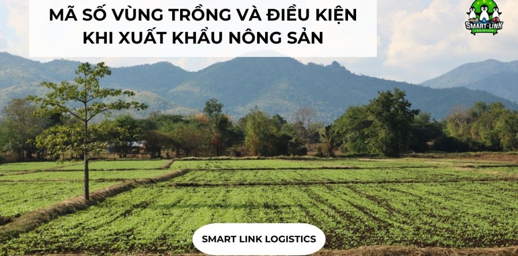 MÃ SỐ VÙNG TRỒNG VÀ ĐIỀU KIỆN KHI XUẤT KHẨU NÔNG SẢN