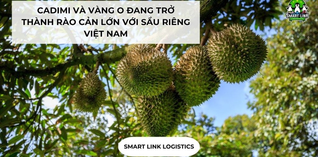 CADIMI VÀ VÀNG O ĐANG TRỞ THÀNH RÀO CẢN LỚN VỚI SẦU RIÊNG VIỆT NAM