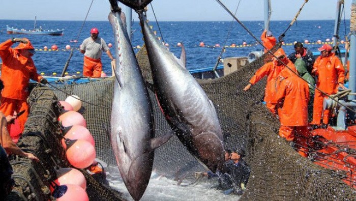 Đơn hàng cá ngừ của Việt Nam phải quay đầu vì xung đột Nga – Ukraine