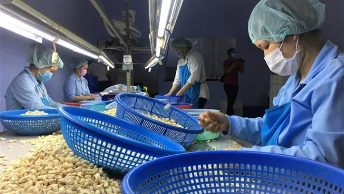 Toàn bộ 100 container hạt điều đã trở về sở hữu của doanh nghiệp Việt Nam