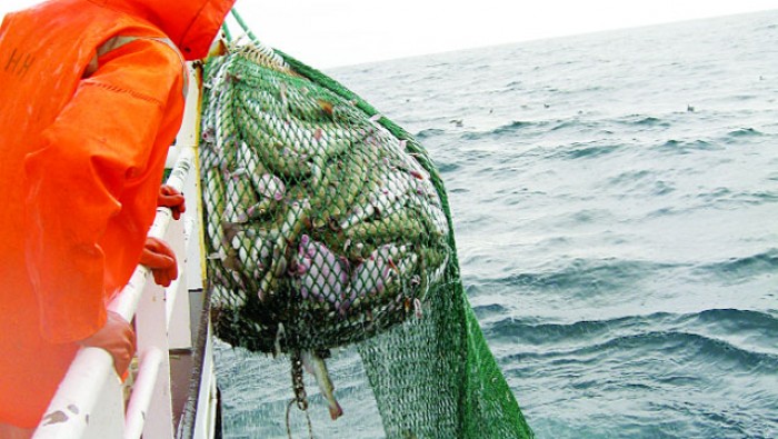 Việt Nam trở thành nguồn cung cá ngừ lớn nhất cho Đan Mạch